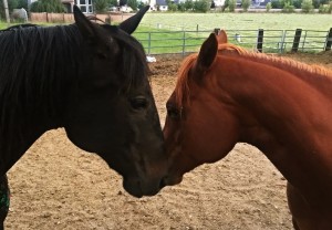 Two horses, nose to nose, in twilight